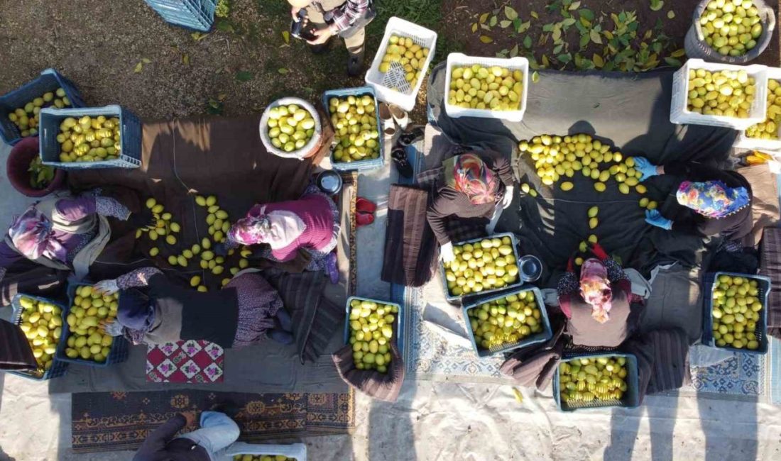 Tarım ürünleri üretici fiyat endeksi (Tarım-ÜFE), 2025 yılı Kasım ayında