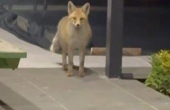 Erzincan’da evin bahçesine girip kedi mamalarını mideye indiren tilkinin rahat