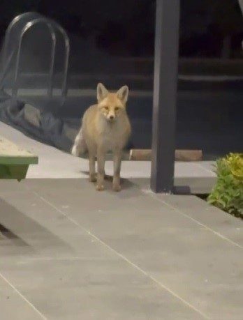 Erzincan’da evin bahçesine girip kedi mamalarını mideye indiren tilkinin rahat