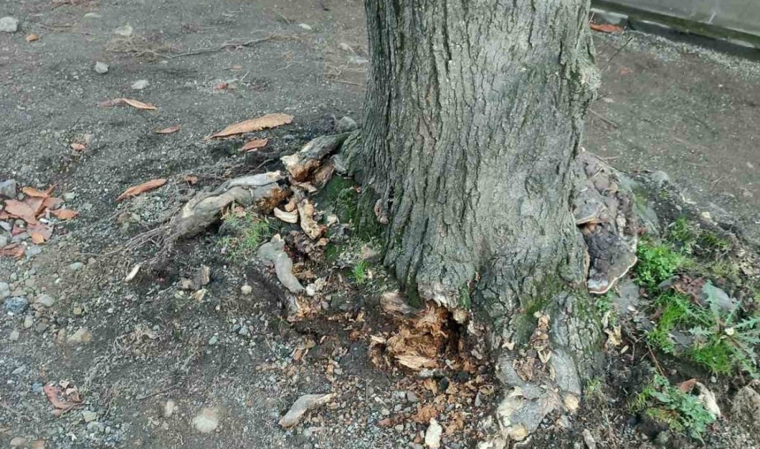 Trabzon Büyükşehir Belediyesi, Ortahisar ilçesi Gülbaharhatun Mahallesi’nde yürütülen kaldırım yenileme