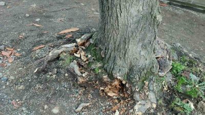 Trabzon Büyükşehir Belediyesi, Ortahisar ilçesi Gülbaharhatun Mahallesi’nde yürütülen kaldırım yenileme