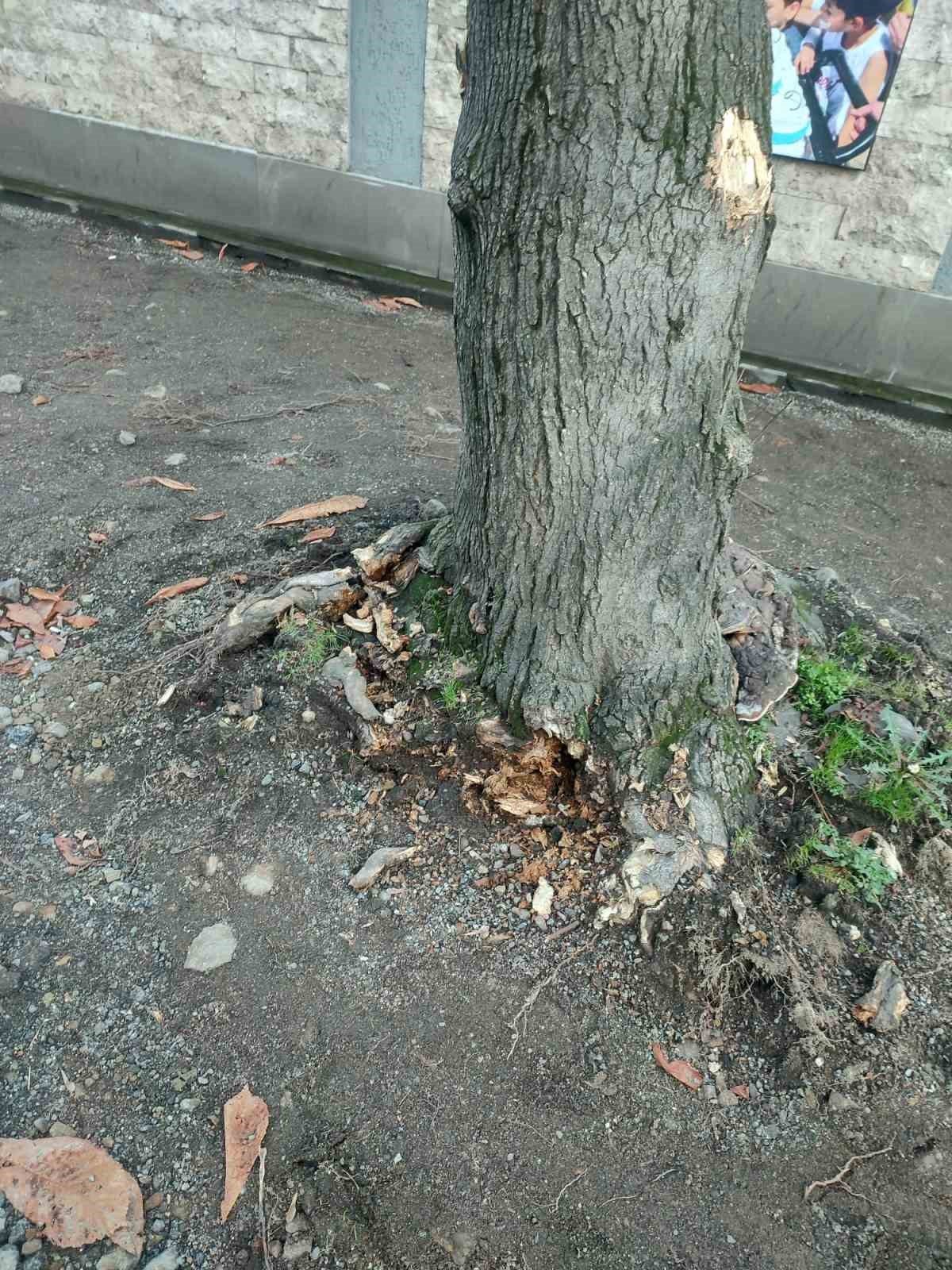 Trabzon Büyükşehir Belediyesi, Ortahisar ilçesi Gülbaharhatun Mahallesi’nde yürütülen kaldırım yenileme