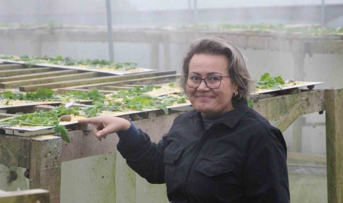 Trabzon’da pandemi döneminde salyangozun ihracat potansiyelini keşfeden Ülkü Koçoğlu, Bulgaristan’dan