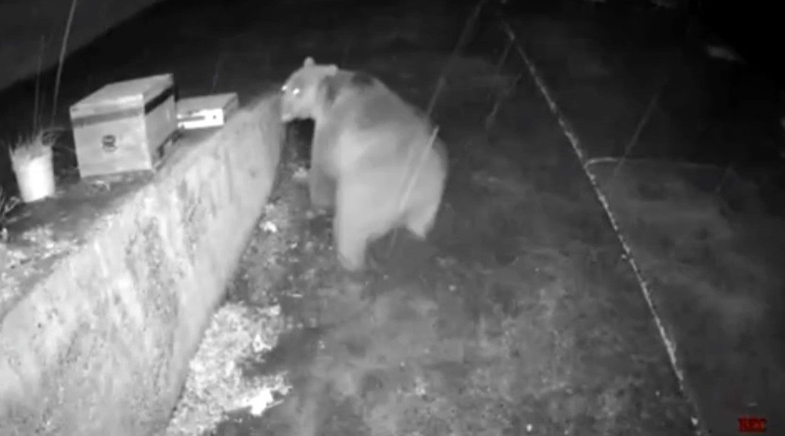 Trabzon’un Çaykara ilçesine bağlı Yeşilalan Mahallesi sınırları içinde bulunan Kama