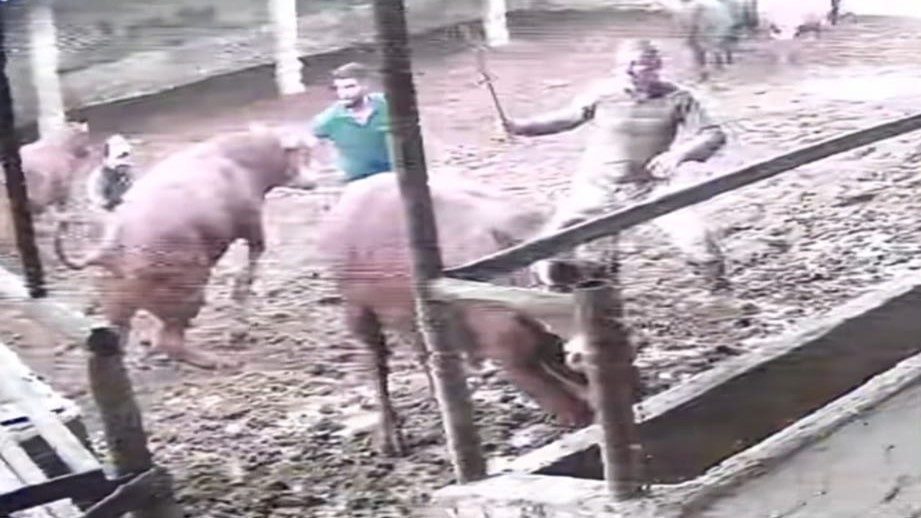 Amasya’da bir çiftlikte besici üzerine zıplayan boğanın darbesiyle yere serildi.