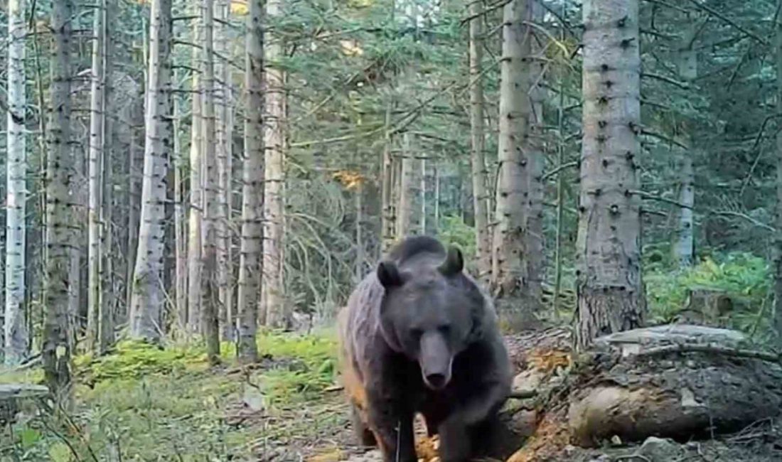 Uzmanlar kış uykusuna yatmaya hazırlanan ayılar konusunda uyarılarda bulunarak ülkemizin
