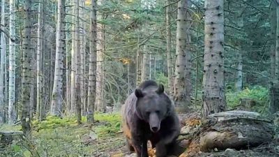 Uzmanlar kış uykusuna yatmaya hazırlanan ayılar konusunda uyarılarda bulunarak ülkemizin