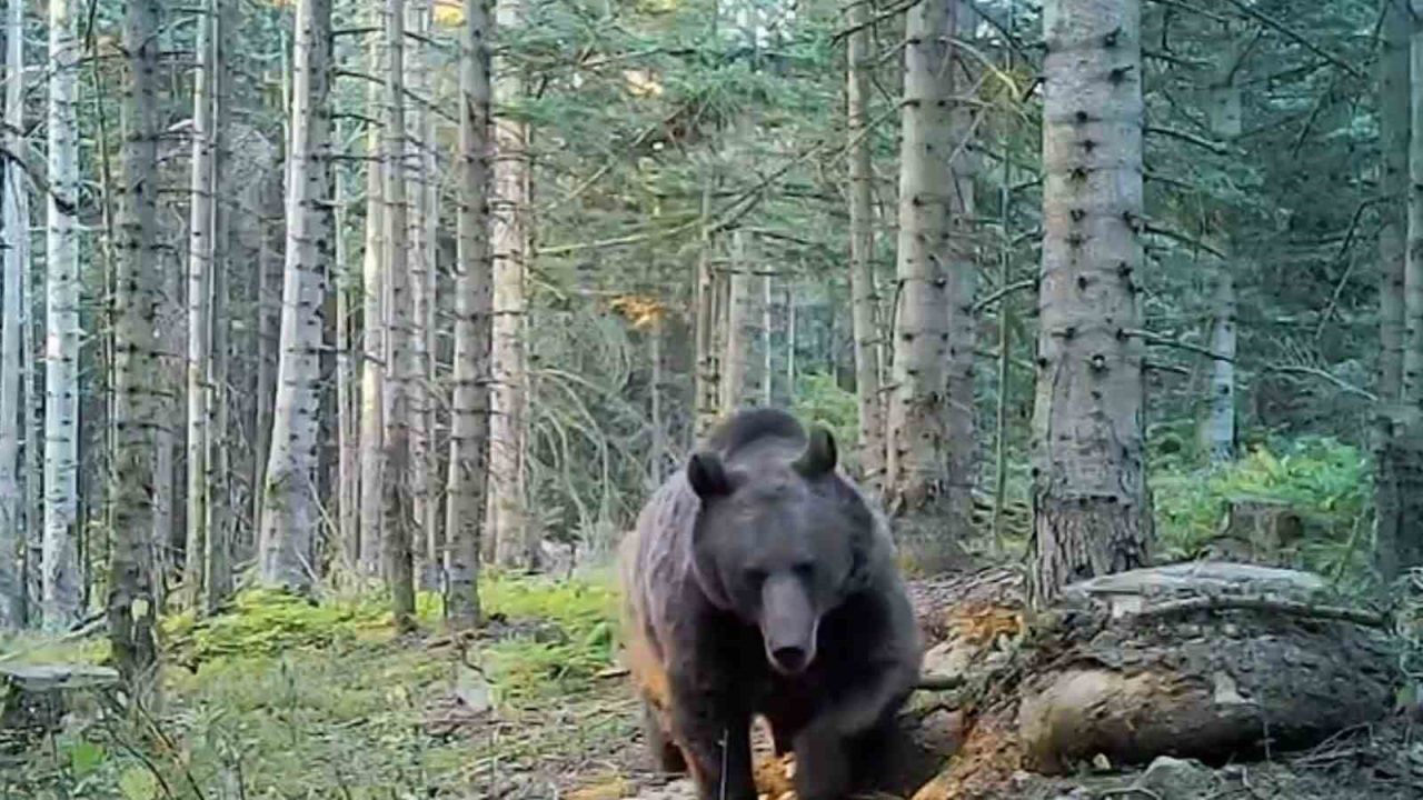 Uzmanlar kış uykusuna yatmaya hazırlanan ayılar konusunda uyarılarda bulunarak ülkemizin