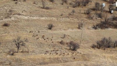 Erzurum Doğa Koruma ve Milli Parklar Müdürlüğü tarafından, yaban keçisi