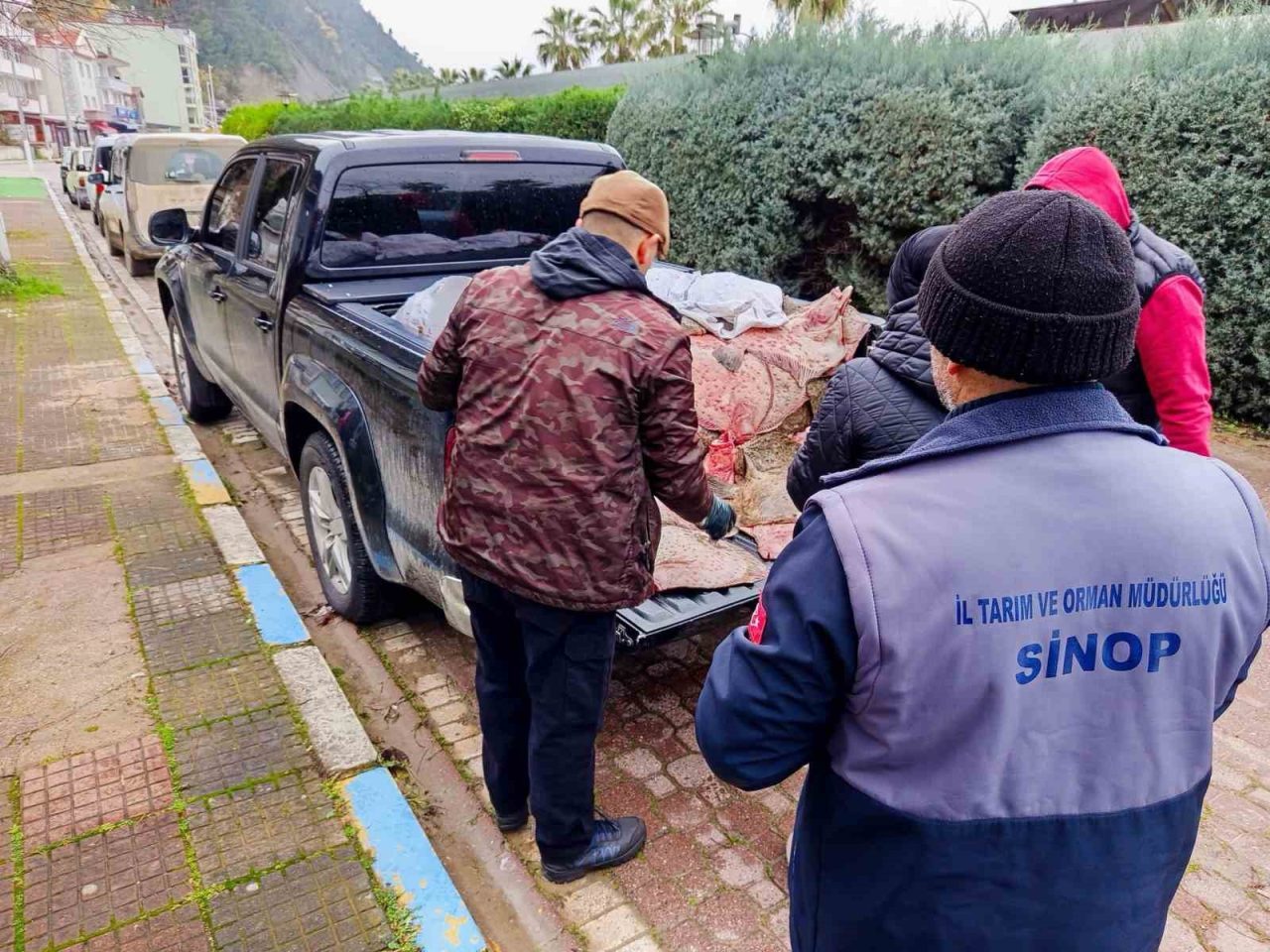 Sinop’un Ayancık ilçesinde yasa dışı yollarla avlandığı belirlenen 625 adet