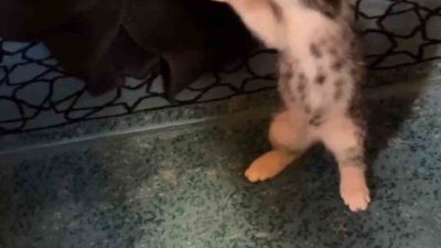 Gümüşhane’de Karşıyaka Mahallesi’ndeki Kemaliye Camii’nde cuma namazı öncesi verilen vaaz