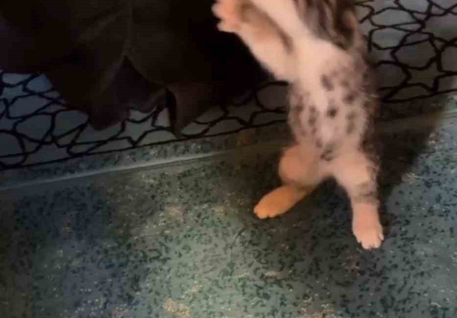 Gümüşhane’de Karşıyaka Mahallesi’ndeki Kemaliye Camii’nde cuma namazı öncesi verilen vaaz