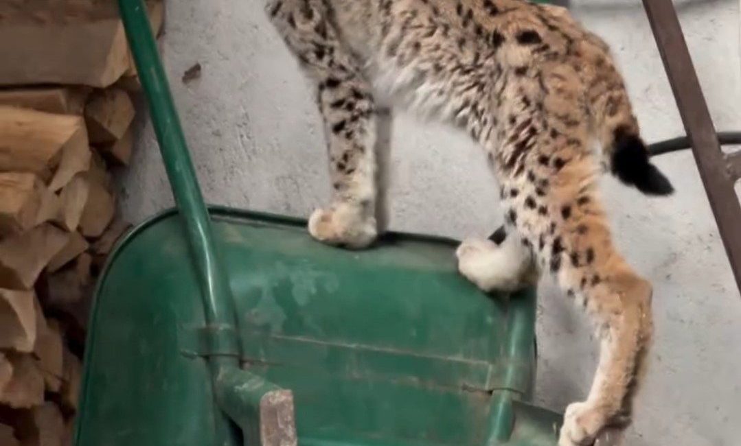 Torul ilçe merkezinde yolunu şaşıran yavruluktan çıkmış vaşak, bir evin