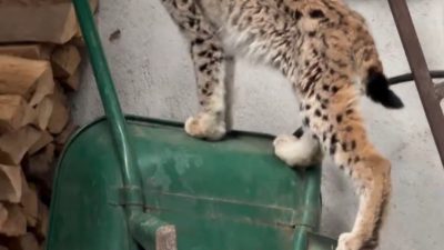 Torul ilçe merkezinde yolunu şaşıran yavruluktan çıkmış vaşak, bir evin