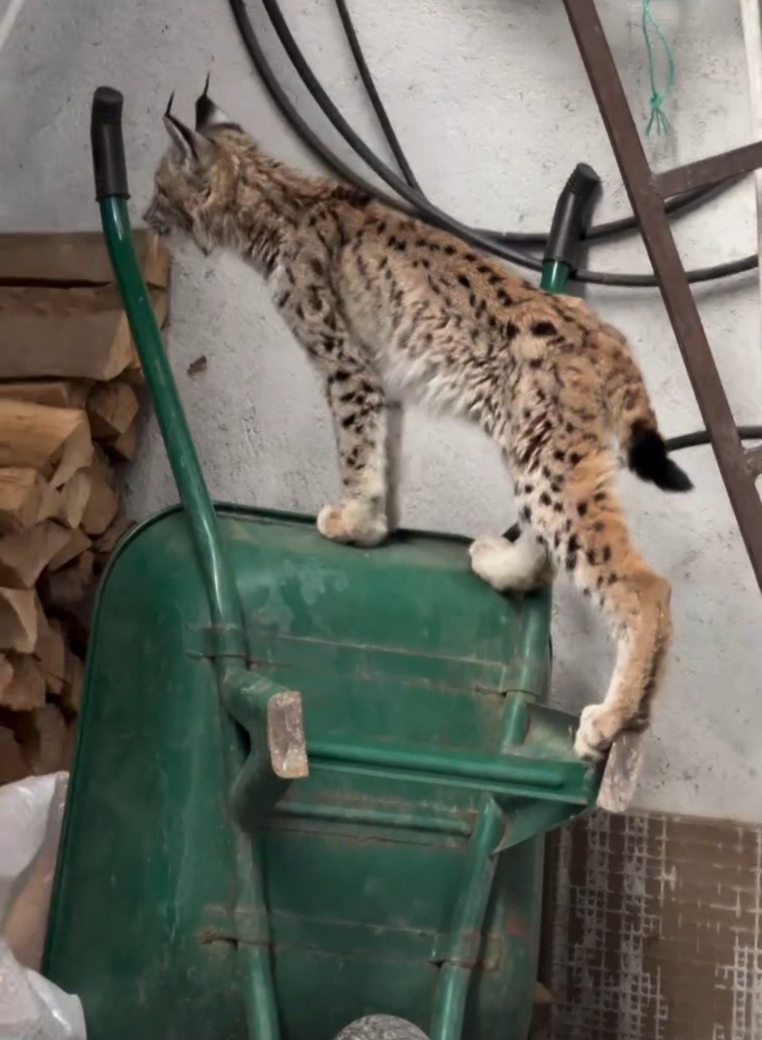 Torul ilçe merkezinde yolunu şaşıran yavruluktan çıkmış vaşak, bir evin