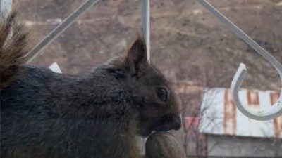 Erzincan’ın Kemaliye ilçesine bağlı Taşdibi Mahallesi’nde aç kalan sincaplar, mahalle