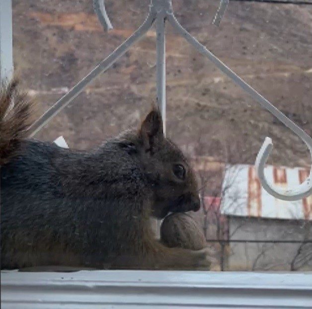 Erzincan’ın Kemaliye ilçesine bağlı Taşdibi Mahallesi’nde aç kalan sincaplar, mahalle