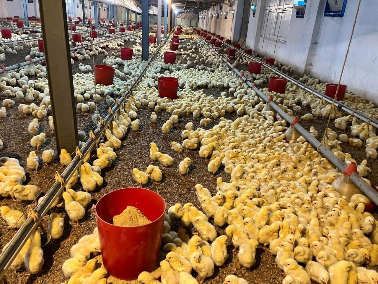 Zonguldak’ın Alaplı ilçesine bağlı Hacıhasan Köyü’nde bulunan bir tavuk kümesinde