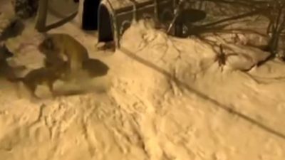 Artvin’in Şavşat ilçesinde ’Meks’ isimli bekçi köpeği, gece köye inen