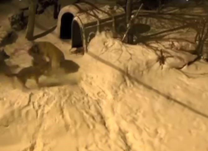 Artvin’in Şavşat ilçesinde ’Meks’ isimli bekçi köpeği, gece köye inen