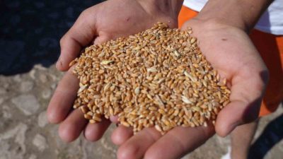 Bayburt’ta hayvancılığın desteklenmesi ve üreticilerin girdi maliyetlerinin azaltılması amacıyla ’Bayburt