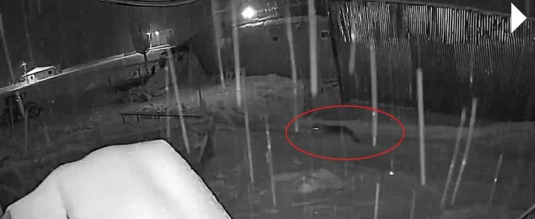 Bayburt’un merkeze bağlı Oruçbeyli köyünde 10 kurttan oluşan sürü, yerleşim