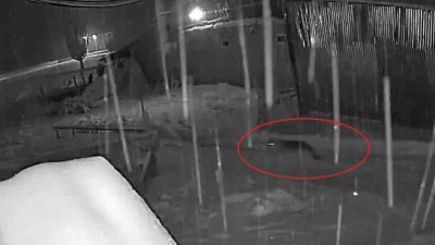 Bayburt’un merkeze bağlı Oruçbeyli köyünde 10 kurttan oluşan sürü, yerleşim