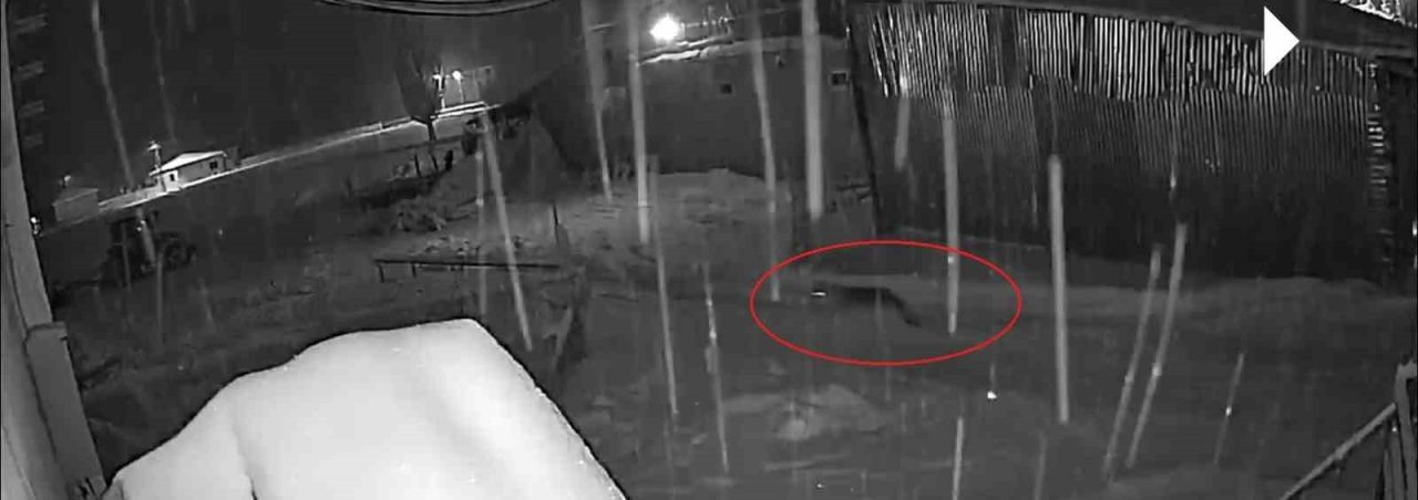 Bayburt’un merkeze bağlı Oruçbeyli köyünde 10 kurttan oluşan sürü, yerleşim