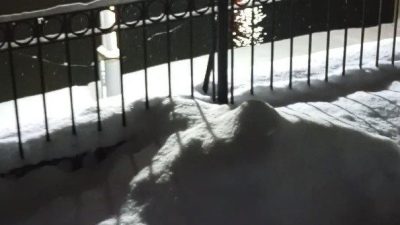 Bayburt’un Arpalı beldesinde tek başına görüntülenen su samuru, bu kez