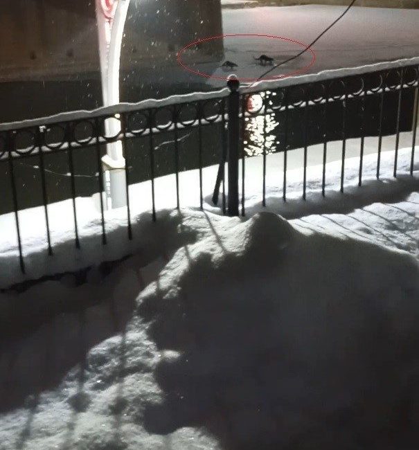 Bayburt’un Arpalı beldesinde tek başına görüntülenen su samuru, bu kez