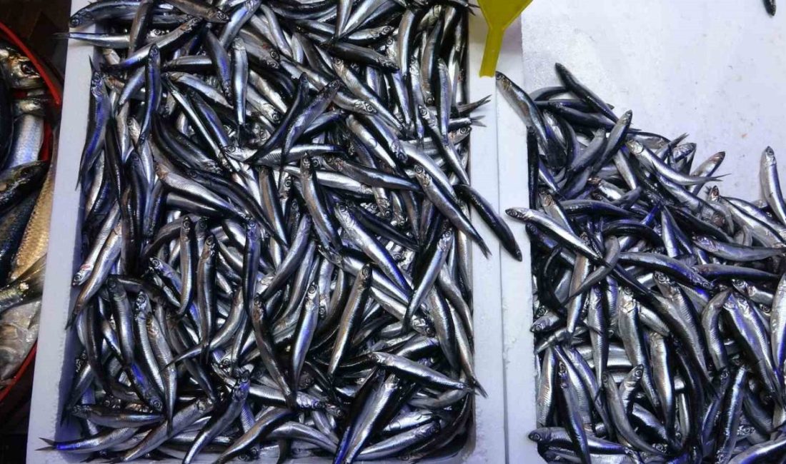 Karadeniz’de bugünlerde hamsi avında belirgin bir düşüş yaşanırken, özellikle 1