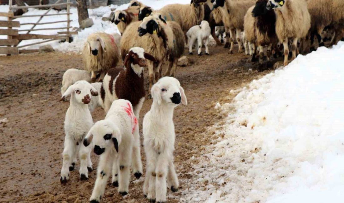 Soğuk havanın etkili olduğu Erzincan’da koyunların kuzulama dönemi, küçükbaş hayvan