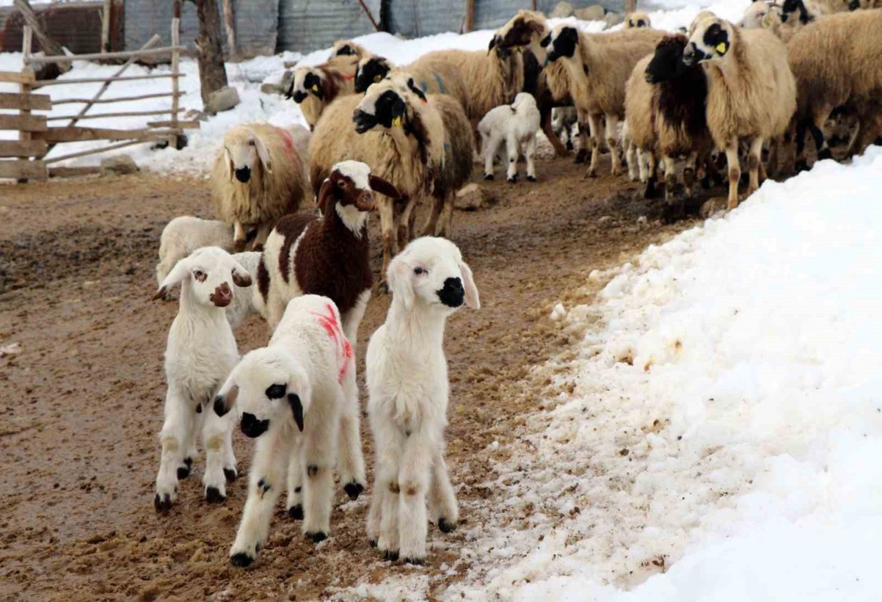 Soğuk havanın etkili olduğu Erzincan’da koyunların kuzulama dönemi, küçükbaş hayvan
