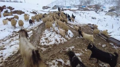 Erzincan’da etkili olan kar yağışıyla birlikte kırsal kesimde kış mesaisi