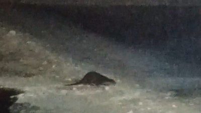 Bayburt’un Arpalı beldesinde dondurucu soğukların etkisiyle yüzeyi kısmen buzla kaplanan