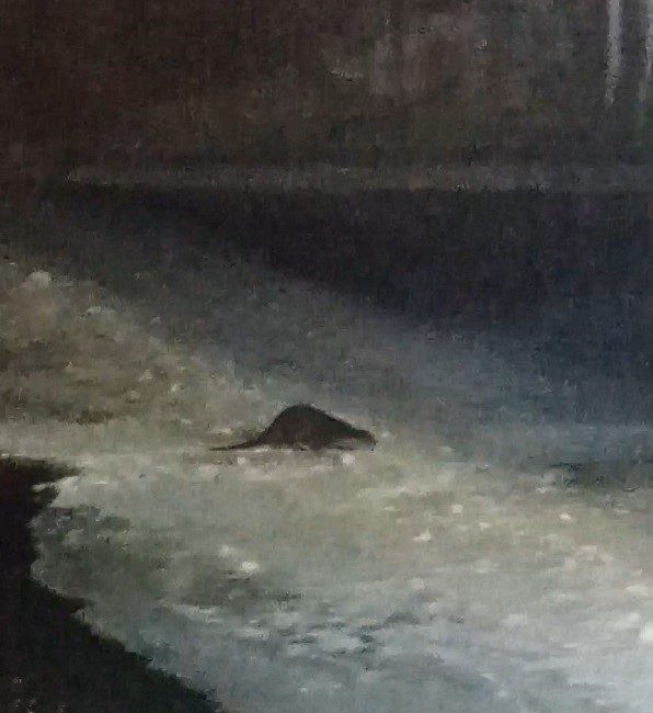 Bayburt’un Arpalı beldesinde dondurucu soğukların etkisiyle yüzeyi kısmen buzla kaplanan