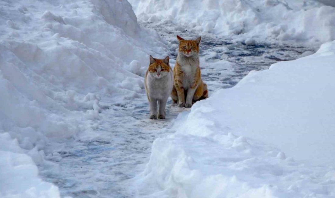 Bölge genelinde havanın parçalı ve çok bulutlu geçeceği, buzlanma ve