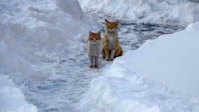 Bölge genelinde havanın parçalı ve çok bulutlu geçeceği, buzlanma ve