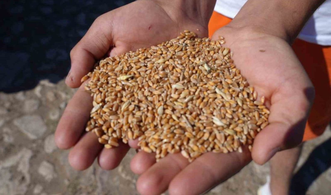 Bayburt’un Demirözü ilçesinde, Demirözü Belediyesi tarafından çiftçilere yönelik yüzde 100