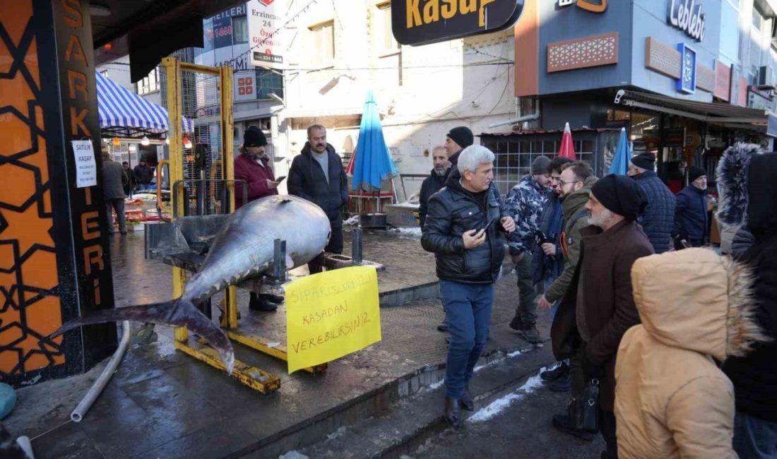 Atlantik Okyanusu’ndan avlanan 365 kiloluk dev orkinos Erzincan’da balık tezgâhında