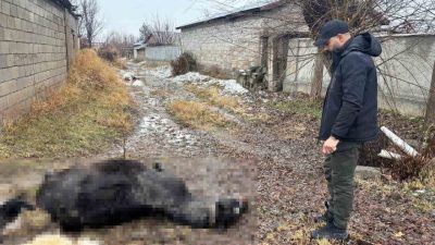 Erzincan’ın Güllüce köyünde bir vatandaşa ait at ve eşek, evde