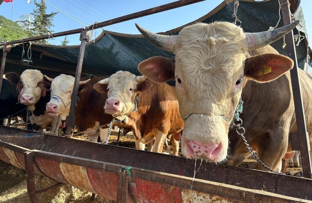 Erzincan’da 2026 yılı Besilik Erkek Sığır (Karkas) Desteği başvurularının bugün