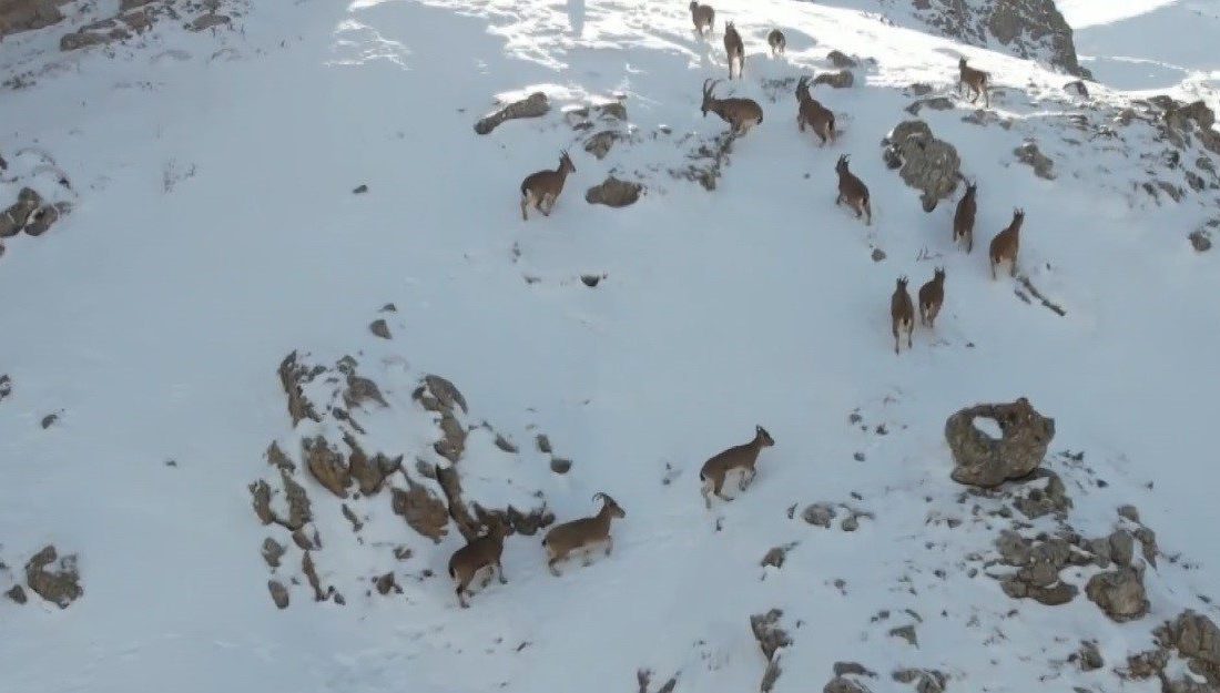 Erzincan’da karlı kaplı Munzur Dağları’nda yiyecek arayan dağ keçileri drone