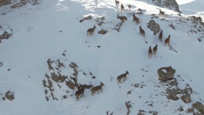 Erzincan’da karlı kaplı Munzur Dağları’nda yiyecek arayan dağ keçileri drone