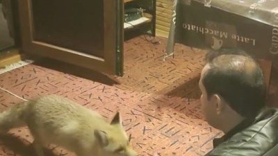 Erzincan’ın Tercan ilçesinde işadamı Menderes Karagül, çiftlik evinde kendisine alıştırdığı