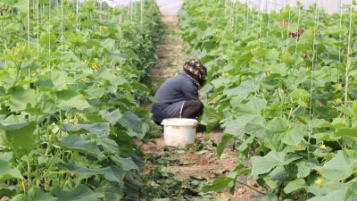 Erzincan’da kadın çiftçilere yönelik sera desteği sağlanacak. Doğu Anadolu Projesi