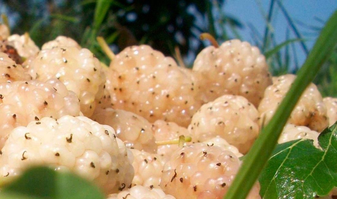 Erzincan İl Tarım ve Orman Müdürlüğü tarafından merkez ve ilçelerde