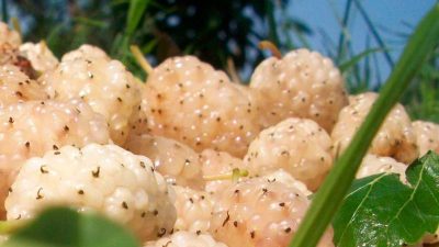 Erzincan İl Tarım ve Orman Müdürlüğü tarafından merkez ve ilçelerde