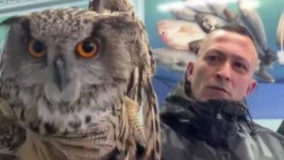 Erzincan’da soğuk hava nedeniyle bitkin düşen bir baykuş, duyarlı vatandaşlar