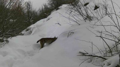 Erzincan ve çevresinde yaban hayatı, doğaya yerleştirilen fotokapanlarla görüntülendi. Yaban